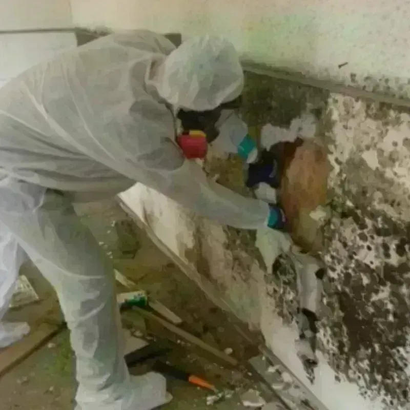 Mold Remediation and Removal in Hilo, HI